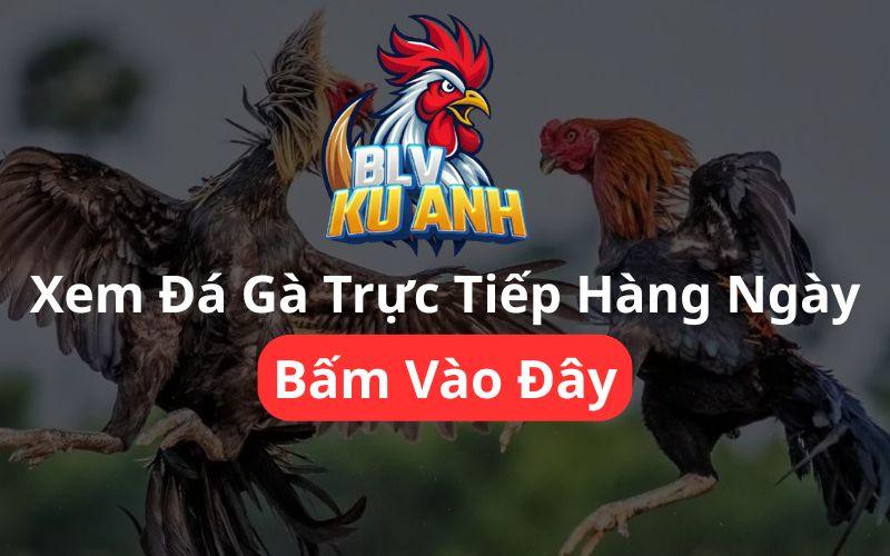 Xem Trực Tiếp Đá Gà Hàng Ngày